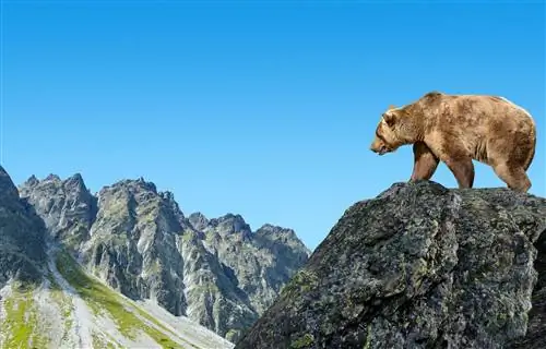 Бурый медведь стоит на скале на переднем плане, за ним видны скалистые пики.