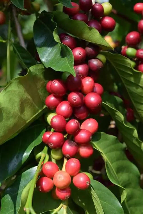 Особенности - coffeebeans-8954d71bfe6b