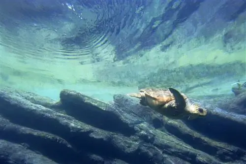 Особенности - Дайвинг с морскими черепахами Логгерхед (Caretta caretta), Ushaka Marine World, Дурбан, Южная Африка