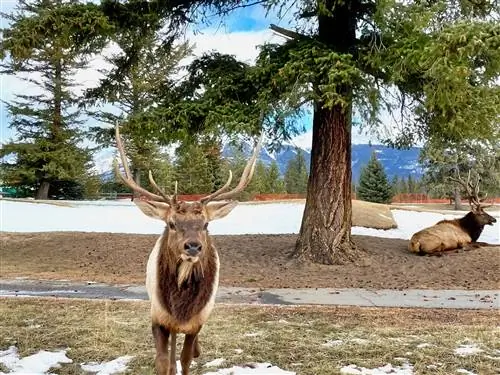 Лось бродит по снегу в Jasper Park Lodge-j.webp