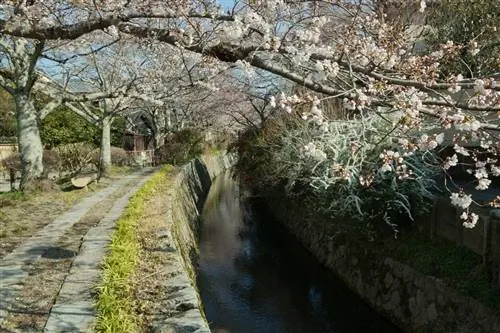 «Путь философа» - каменная дорожка вдоль небольшого канала и цветущих вишневых деревьев - в Киото.