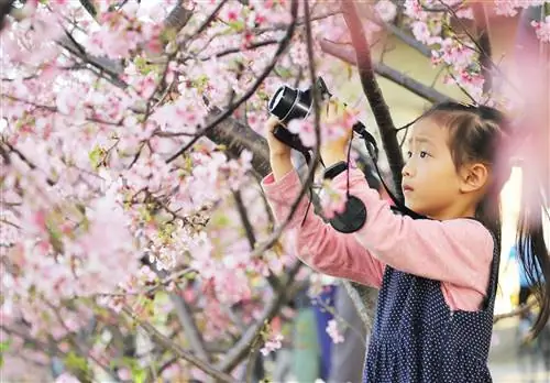 Молодая азиатка фотографирует цифровым фотоаппаратом под вишневыми деревьями.