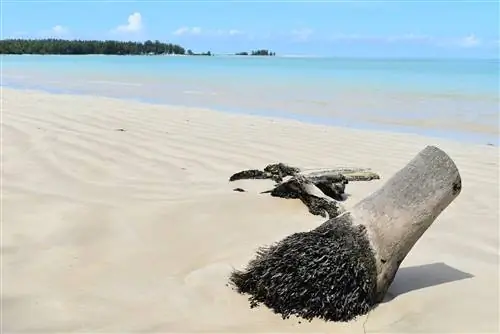 Гладкий пляж с белым песком и чистой бирюзовой водой. Кусок коряги на переднем плане