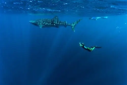 В глубоких синих водах ныряльщик плывет под водой к гораздо более крупной китовой акуле.
