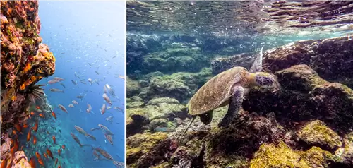 Косяк рыб и морская черепаха под водой
