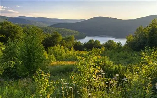 Ромашки с видом на водохранилище Пепактион с новой тропы Шавертон в Андах, Катскиллс.
