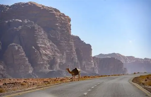 5 лучших автомобильных поездок в Иордании