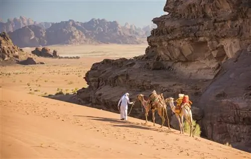 Гид-бедуин ведет своих двух верблюдов-дромадеров по высоким дюнам Вади-Рам.