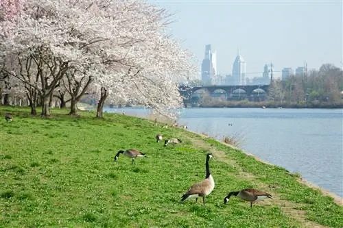 Пара гусей стоит на зеленой траве у реки Шуйлкилл. На заднем плане цветут сакуры. Вы можете увидеть горизонт Филадельфии в туманный день.