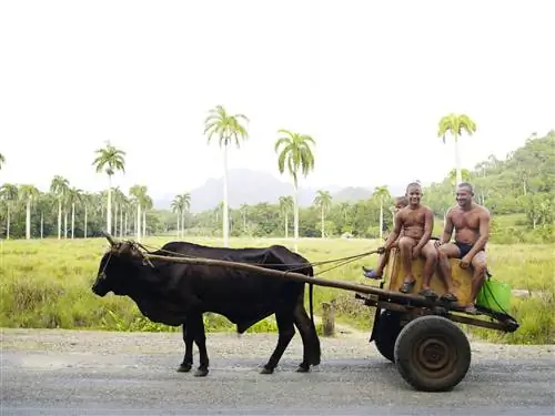 Люди едут на воловьей повозке по дороге между Сантьяго-де-Куба и Баракоа, Куба