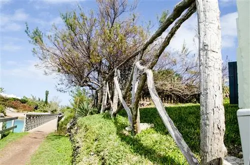 Старый деревянный забор ведет к новому мосту Бейлис-Бэй на Бермудской железной дороге.