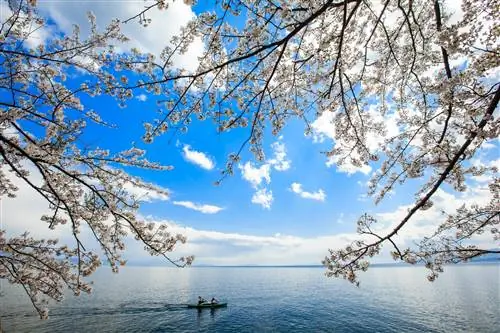 Вишневый цвет обрамляет снимок двух байдарочников на озере