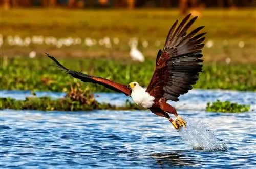 Африканский рыбный орел приземляется на воду в национальном парке озера Найваша, Кения.