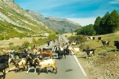 Албанская природа вместе со стадом коз. Рядом с национальным парком Theth, Албания. Тема: природа, путешествия, изучение, Европа, Албания, Балканы, национальные парки, походы, походы, в дороге.
