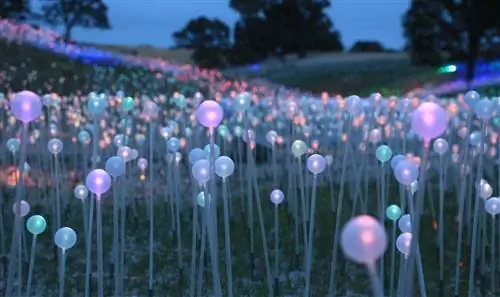 Поле света Брюса Манро в Sensorio.