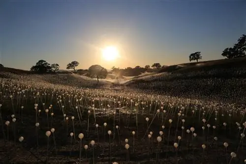 Поле света Брюса Манро в Sensorio