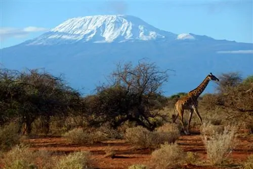 План канатных дорог на Килиманджаро вызывает споры