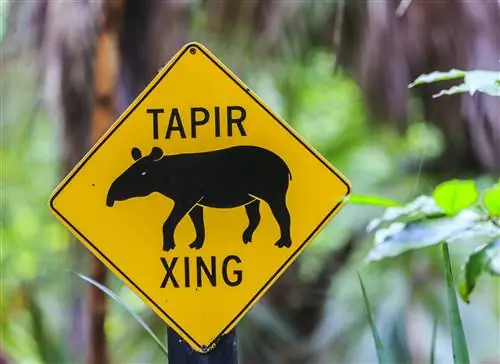 Черно-желтый дорожный знак с контуром тапира и текстом TAPIR XING