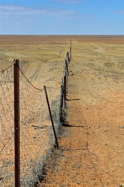 Dingo Fence пересекает внутреннюю часть Австралии, чтобы защитить скот, бродящий по обширным животноводческим фермам.