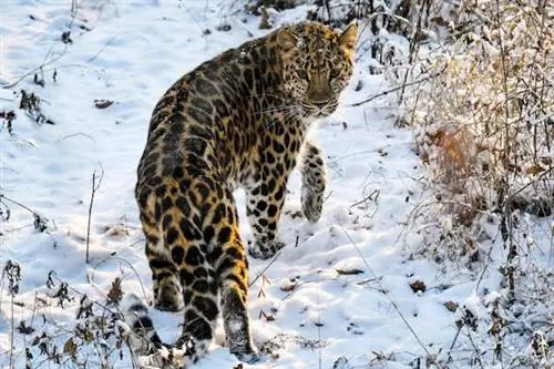 Амурские леопарды в дикой природе возвращены с грани вымирания