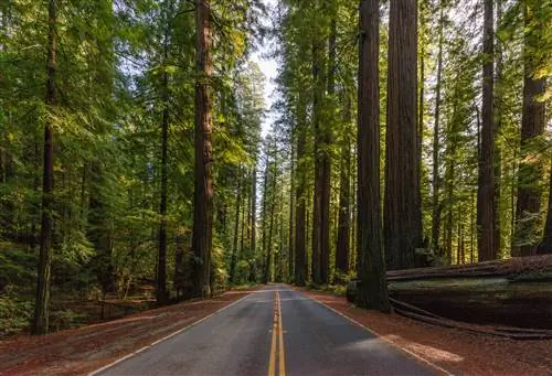 Аллея гигантов Калифорния