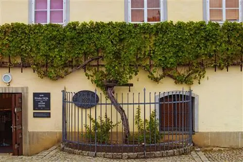 Марибор, Словения, 24 сентября 2019 г.: The, Oldest, Vine, In, The, World
