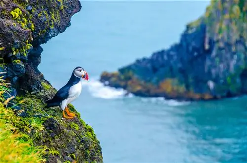 Черно-белая птица с красочным клювом и ярко-оранжевыми ногами стоит на краю скалы во фьорде