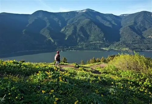 ВАШИНГТОН - Путешественник с видом на реку Колумбия с тропы Дог-Маунтин в национальном живописном районе ущелья реки Колумбия.