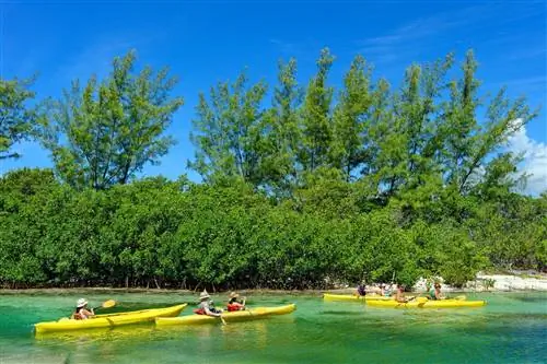 Люди катаются на каяках по голубым водам океана, окруженным мангровыми зарослями, в Национальном парке Лукаян, Багамы.