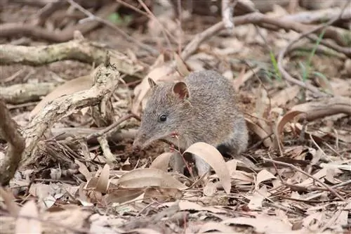Бандикут - одно из самых маленьких сумчатых животных Австралии.