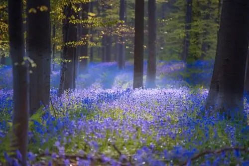 Новости путешествий - Hallerbos Бельгия