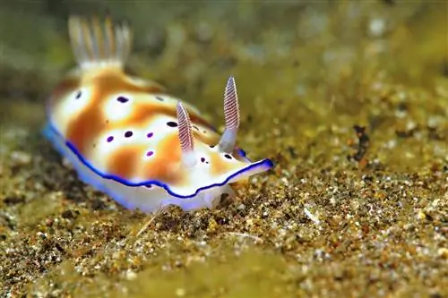 Красочный подводный голожаберник на морском дне