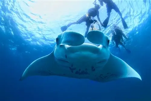 Снорклеры снимают и плавают возле манта в заливе Ханифару, Мальдивы.