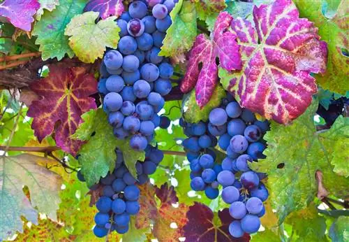 Виноград и красочные осенние листья в долине Напа, Северная Калифорния