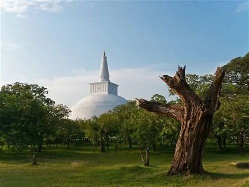 Парк Руванвелисая Ступа в Анурадхапуре, Шри-Ланка. Гигантская куполообразная ступа, выкрашенная в белый цвет, возвышается над окружающим лесом.