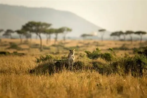 На фотографии, сделанной Make It Kenya 3 октября 2015 года, львица из Marsh Pride сидит среди травы сразу после восхода солнца в треугольнике Мара, части более широкой экосистемы Масаи Мара в Кении.