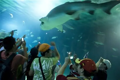Группа детей фотографирует акулу на Oceanografic в Ciudad de las Artes y las Ciencias.