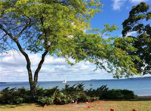 Парусник в заливе Гранд-Траверс обрамлен зеленым деревом и песчаным пляжем.