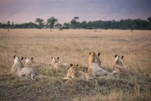 На фотографии, сделанной Make It Kenya 29 сентября 2015 года, члены группы львов, известной как Марш Прайд, прославившейся благодаря создателям фильмов о дикой природе Джонатану и Анжеле Скотт в сериале Би-би-си по естественной истории «Дневник большой кошки», наблюдают за группой львов Берчилла. Зебра вдали от вершины земляного холма в Национальном заповеднике Масаи Мара в Кении.