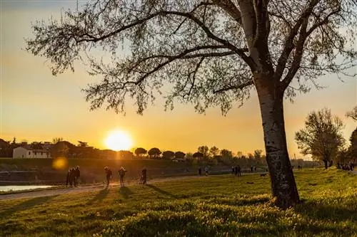 Солнце светит на траву и деревья в Parco delle Cascine во Флоренции.