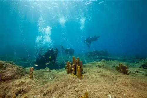 Вулканические воздушные пузыри на пляже Шампань, Карибское море, Доминика