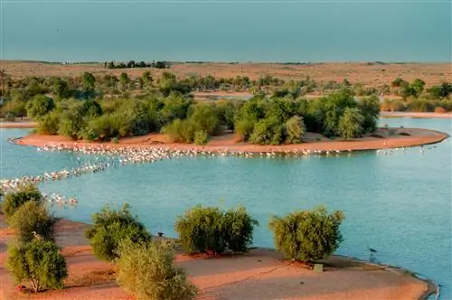 Птицы отдыхают в водах озера Аль-Кудра, Дубай, Объединенные Арабские Эмираты.