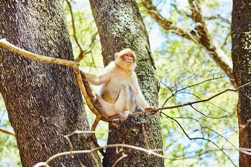Варварские обезьяны в кедровом лесу недалеко от Азру, Северное Марокко, Африка