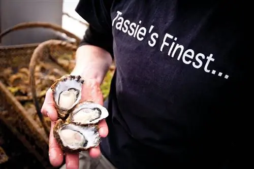 Отведайте устриц прямо из моря в Get Shucked