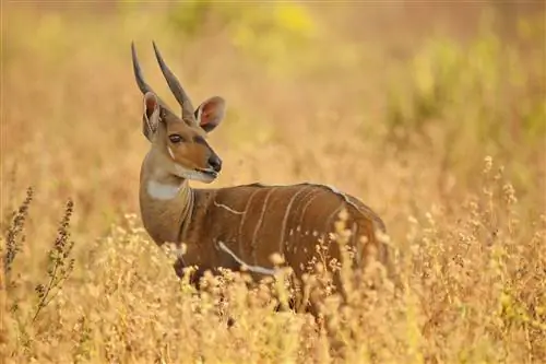 Самец бушбока (Tragelaphus scriptus) в сухой траве в Национальном парке Моул, Гана.