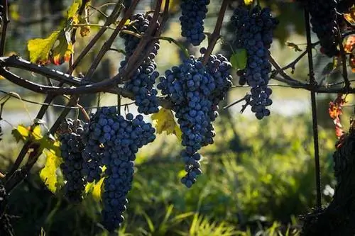 Пьемонт для гурманов: эпикурейская нирвана без электричества