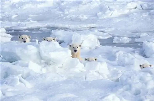Семья белых медведей за льдом