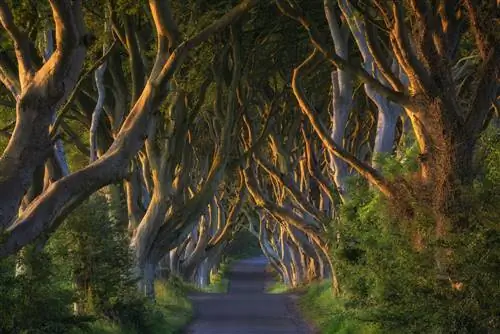 Dark Hedges, также известные как Kingsroad, - прекрасное зрелище, независимо от того, являетесь ли вы поклонником Game of Thrones или нет.