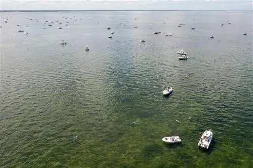Лодки на воде сверху