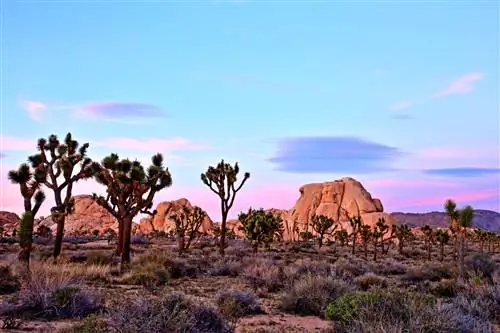 Солнце отбрасывает розовое сияние, садясь над красными скалами и деревьями джошуа в национальном парке Джошуа-Три, Калифорния.